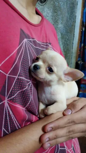 Filhote chihuahua macho