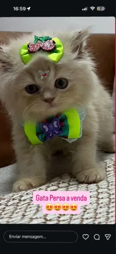 Venda responsável,Gata Persa.