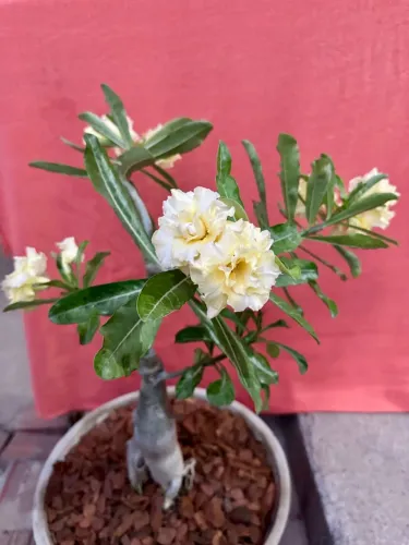 Rosa do deserto dobrada amarela