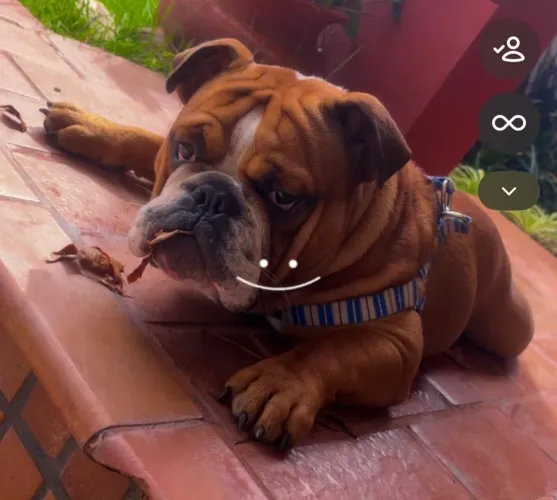 Bulldog inglês 6 meses buldogue 