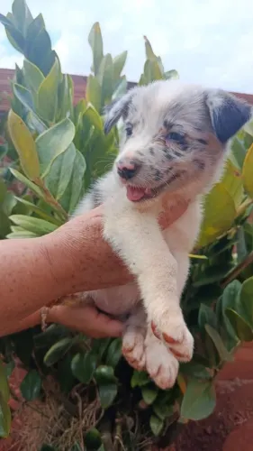 BORDER COLLIE - GOLDEN RETRIEVER - HUSKY SIBERIANO - BLUE HELLER
