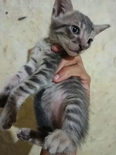 Lindo gato macho disponível
