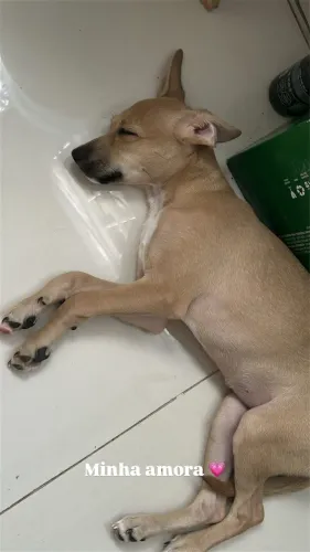 Cachorro para doação