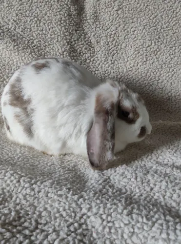 Coelho mini lop pet