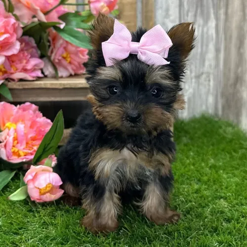 Yorkshire Terrier: Filhotes cheios de amor 