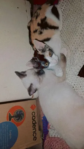 Adoção de Gatos Jovens
