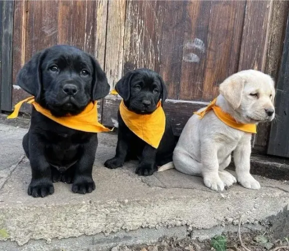 Labrador lindo e docil