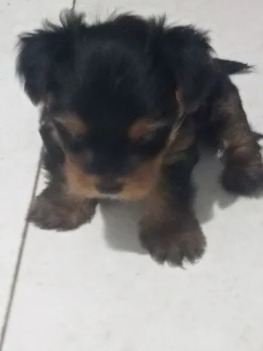 Animais de estimação