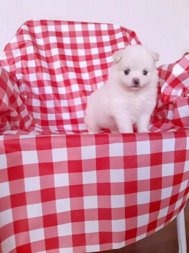 Spitz Alemão anão mini ursinho macho e fêmea