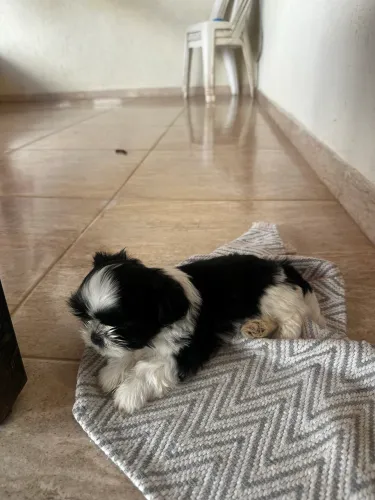 Shih Tzu