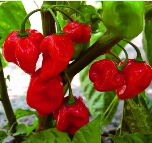 Sementes de pimenta habanero vermelha 50 unidades