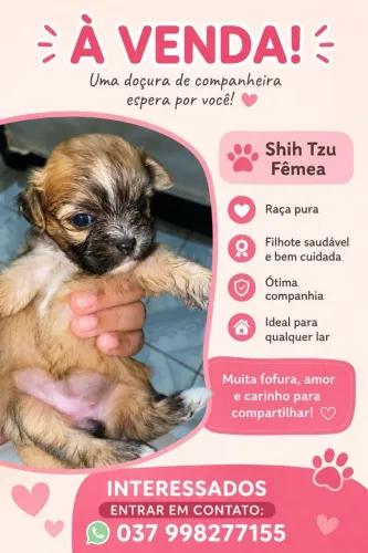 Vende-se filhote fêmea shitzu