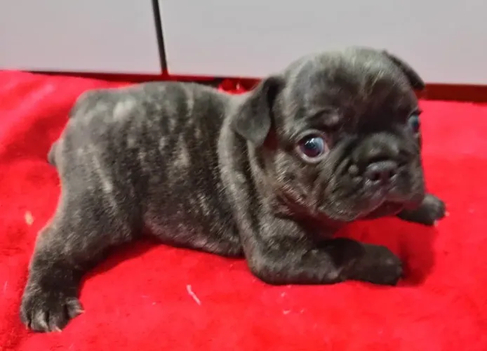 Filhote de Bulldog Francês macho tigrado