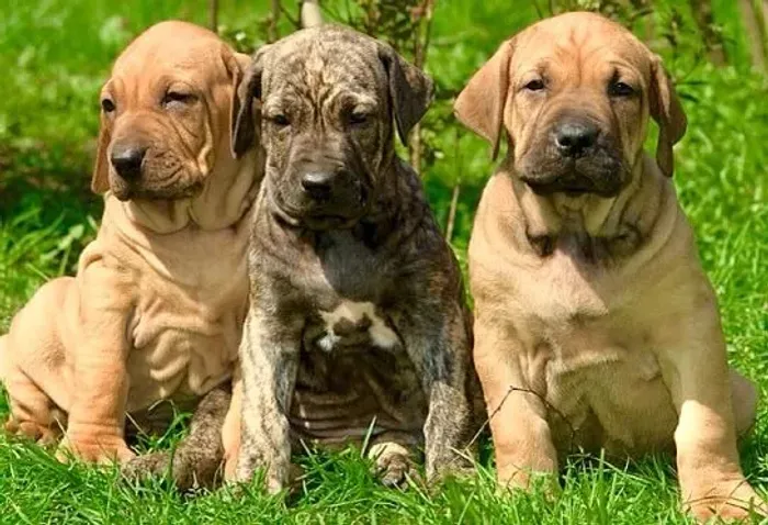 Fila Brasileiro Machos e Femeas
