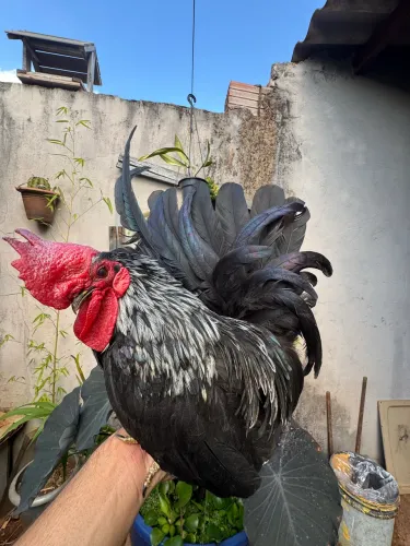 Vando galo Nagasaki birchen