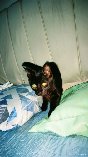 Dou gato