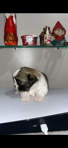Shih Tzu Fêmea Ursinha de Olhos Azuis.