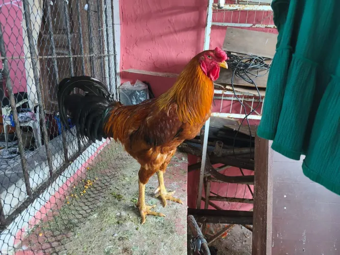 Galo de raça a venda