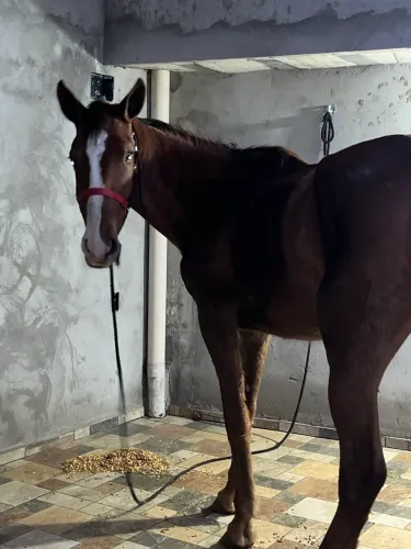 Cavalo potro mangalarga
