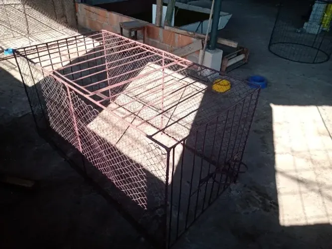 passeador para galos, galinhas, pintinhos