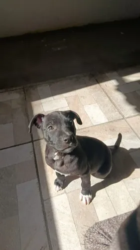 Doando filhote de mestiço de vira lata e Pitbull dócil