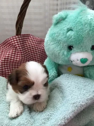 Filhotes de Shih Tzu Lindos e Saudáveis