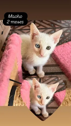 Gatinhos fofos