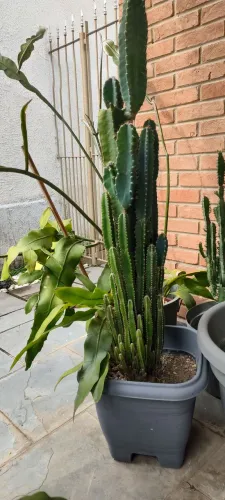 Plantas