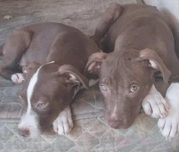 Vende-se filhotes de Pit Bull 