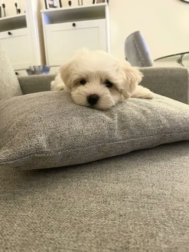 Filhotes de Poodle Disponíveis - Conheça Seu Novo Companheiro