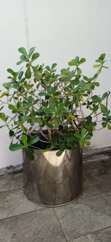 Vaso de planta inox completo
