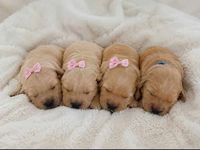 Cachorro filhote golden retriever