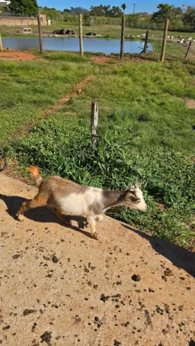 Mini cabrito / mini Cabra/ Anápolis 