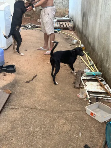 Cachorra fêmea médio porte 