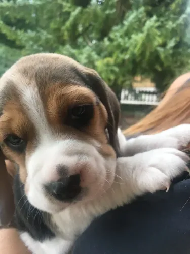 Beagle filhote