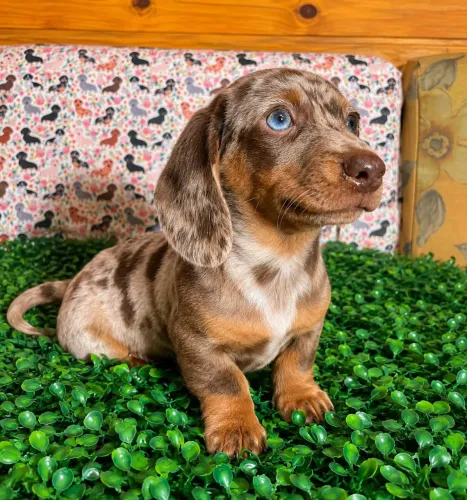 Dachshund chocomerle!