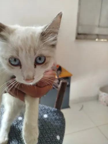 Doação de gato 