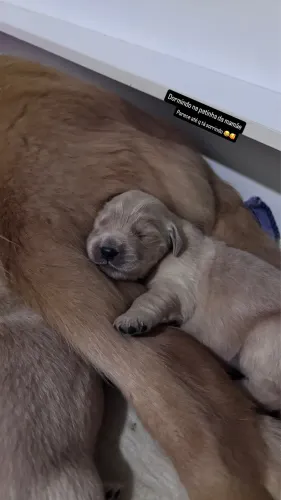 Golden Retriever alto padrão com pedigree e microchip