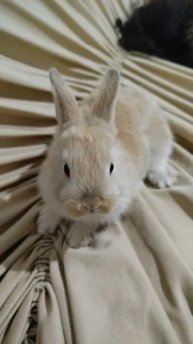 Coelho ?