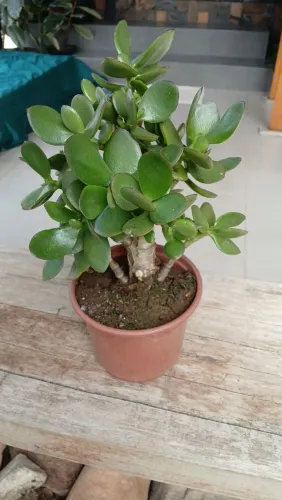 Planta Jade