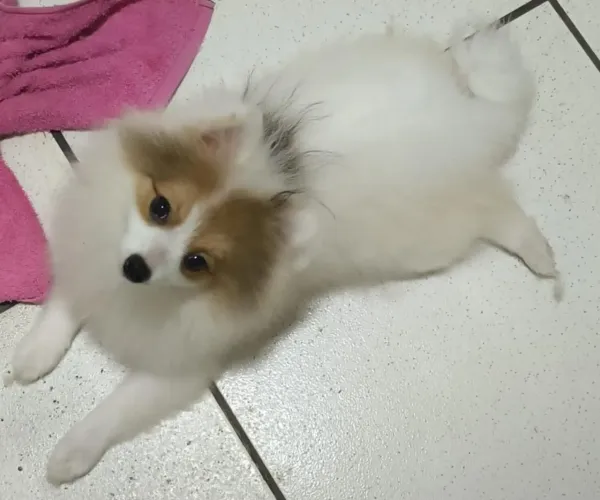 Vendo um lindo filhotinho de spitz alemão
