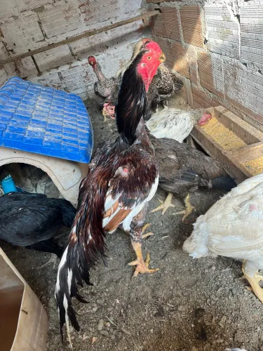 Galo índio bico curto porte grande?
