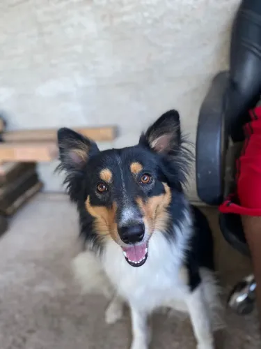 Estou doando um cachorro da Raça Border Collie