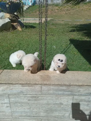 Poodle toy 