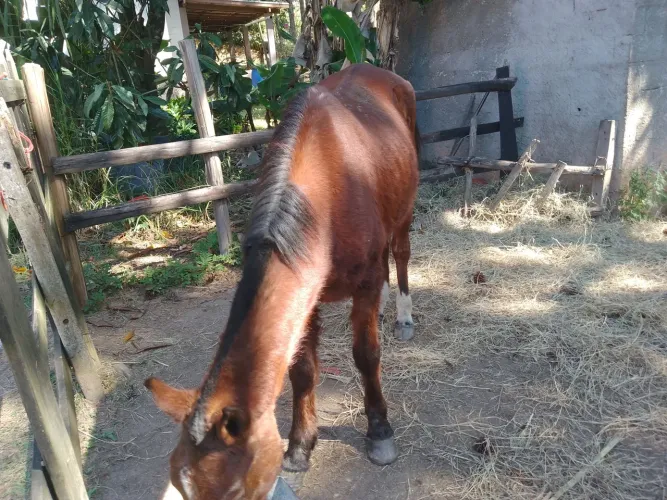 Cavalo marchador 