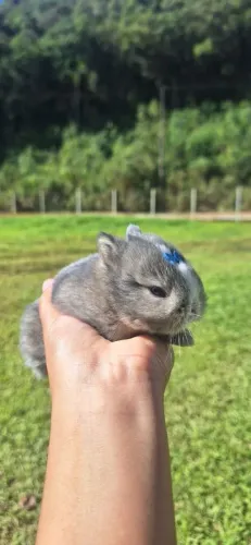 Mini coelho Netherland Dwarf 