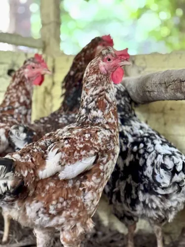 CRIATÓRIO BONSUCESSO - ovos galados e Pintinhos da galinha sertaneja GSB