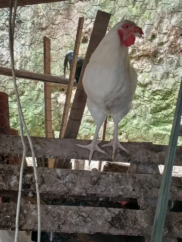 Queima ,de estoque
