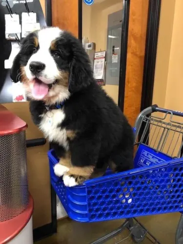 Filhotes de Bernese | Carinho que faz bem ao coração.