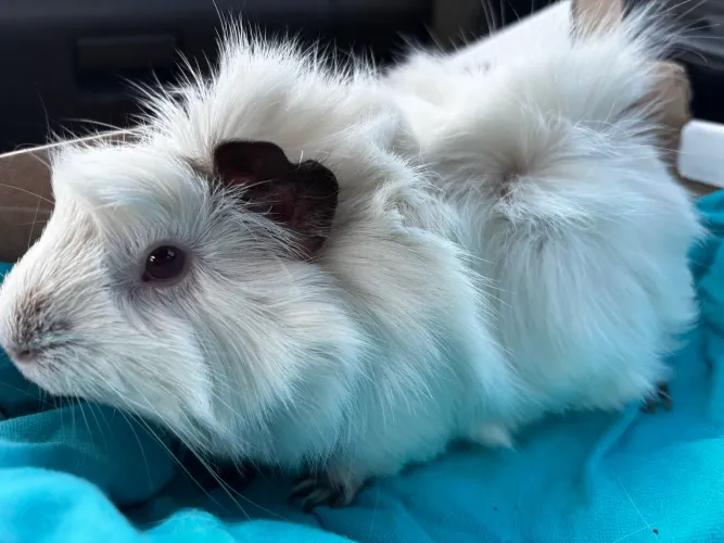 Porquinho da india albino macho